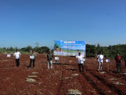Wujudkan Swasembada Gula Nasional, Kuningan Gelar Gerakan Tanam Serentak Tebu