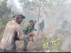 Api Bakar 30 Hektar Lahan TNGC Padabeunghar, Sigap Dipadamkan Warga dan Anggota Koramil