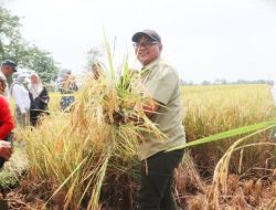 Antisipasi Kekeringan: Petani Kuningan Disarankan Beralih ke Komoditas Tahan Kering