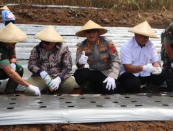 Sinergi Lintas Sektor, 17 Hektare Lahan Kuningan Ditanami Bawang Putih Secara Bertahap