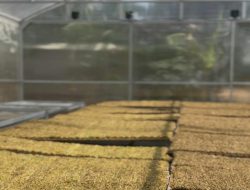 Petani Tembakau Bantarujeg Dapat Teknologi Pengering Tenaga Surya dari DBHCHT
