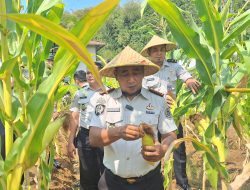 3 Kwintal Jagung Berhasil Dipanen, Lapas Kuningan Tunjukkan Produktivitas Lahan SAE
